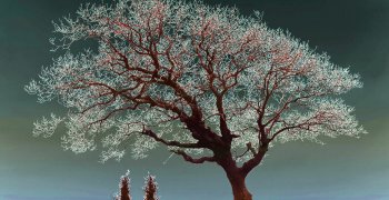 Spiritual Tree http://start.at/nevit Nevit Dilmen
