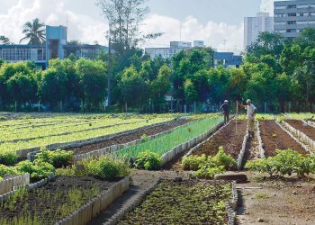 agriculture agriculture